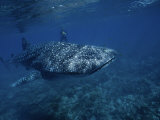 Whale Shark, with Diver, W. Australia Photographic Print by Gerard Soury