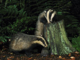 Badger Photographic Print by Mark Hamblin