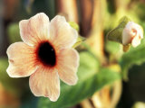 Thunbergia "African Sunset," Close-up of Pink Flower, September Photographie par Lynn Keddie