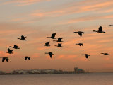 Canadian Geese in Flight in Chicago Fotografie-Druck von Keith Levit