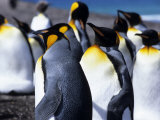 King Penguins (Aptenodytes Patagonica), Falkland Islands Photographic Print by Holger Leue