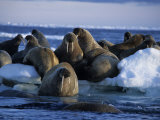 Walrus, Group on Ice, Canada Photographic Print by Gerard Soury