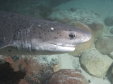 Spotted Sevengill Cow Shark, False Bay, Atlantic Ocean Photographie par Chris And Monique Fallows