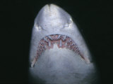 Sand Tiger Shark, Mouth and Teeth, Nsw, Australia Photographie par Gerard Soury