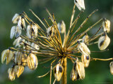 Agapanthus (African Lily), Seedheads in Winter Sun Light Lámina fotográfica por Mark Bolton