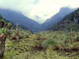 Path Across Upper Bigo Bog Towards Maln Mts, Rwenzori Mountains, Uganda Fotografisk trykk av Michael Brown