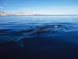 Fin Whale at Surface, Baja, California Photographic Print by Gerard Soury