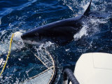 Great White Shark, Biting Cage, S.Africa Photographie par Gerard Soury