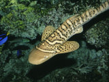 Zebra Shark or Leopard Shark, Juvenile Swimming, Australia Photographie par Gerard Soury