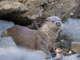 European Otter Eating an Eel on a Rocky Shore, Scotland Lámina fotográfica por Elliott Neep European Otter Eating an Eel on a Rocky Shore, Scotland Lámina fotográfica por Elliott Neep