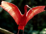Scarlet Ibis, Sao Paulo, Brazil Photographic Print by Berndt Fischer