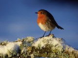 Robin, Perched on Branch in Snow, Scotland, UK Photographie par Mark Hamblin