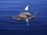 Loggerhead Turtle, with Tern on Back, Azores, Atlantic Ocean Photographic Print by Gerard Soury