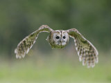 Tawny Owl, Adult in Flight, UK Photographie par Mark Hamblin