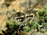Raccoon, Procyon Lotor Pair in Tree Montana Reprodukcja zdjęcia autor Alan And Sandy Carey Raccoon, Procyon Lotor Pair in Tree Montana Reprodukcja zdjęcia autor Alan And Sandy Carey