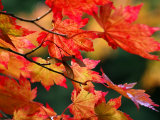 Acer Japonicum Vitifolium (Vine-Leaved Full Moon Maple) Photographic Print by Susie Mccaffrey