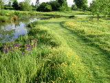 Large Wild Pond, Mown Grass Path Through Ranunculus (Buttercup) Meadow Photographie par Mark Bolton