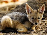 Black-Backed Jackal, Pup, Tanzania Lámina fotográfica por Ariadne Van Zandbergen