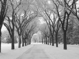 Winnipeg Manitoba, Canada Winter Scenes Fotografisk tryk af Keith Levit Winnipeg Manitoba, Canada Winter Scenes Fotografisk tryk af Keith Levit