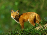 Red Fox, Cub Standing, Colorado Lámina fotográfica por David Boag Red Fox, Cub Standing, Colorado Lámina fotográfica por David Boag