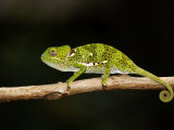 Flap-Necked Chameleon, Jozani Forest, Zanzibar Photographie par Ariadne Van Zandbergen