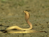 Cape Cobra, Yellow Form, Kalahari Gemsbok National Park, Sa Lámina fotográfica por Tim Jackson Cape Cobra, Yellow Form, Kalahari Gemsbok National Park, Sa Lámina fotográfica por Tim Jackson