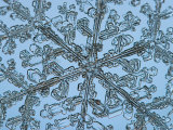 Snowflake, Close Up Photographic Print by Edward Kinsman