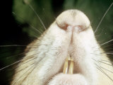 Grey Squirrel, 3 Month Old Teeth, UK Lámina fotográfica por Oxford Scientific Grey Squirrel, 3 Month Old Teeth, UK Lámina fotográfica por Oxford Scientific