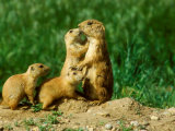 Black-Tailed Prairie Dogs, Female with Pups, Colorado Photographie par David Boag