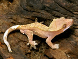 David M. Dennis - Crested Gecko - Fotografik Baskı David M. Dennis - Crested Gecko - Fotografik Baskı