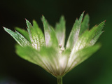 Astrantia Major, Close-up of Emerging Green Flower Head Lámina fotográfica por Ruth Brown