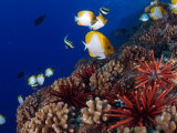 Slate Pencil Sea Urchins, with Fish, Hawaii Fotografisk tryk af David B. Fleetham