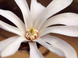 Magnolia X Loebneri Leonard Messel, Close-up of White Flower Lámina fotográfica por Susie Mccaffrey Magnolia X Loebneri Leonard Messel, Close-up of White Flower Lámina fotográfica por Susie Mccaffrey