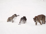 Mountain Lion, with Cubs in Snow, USA Photographic Print by Mary Plage