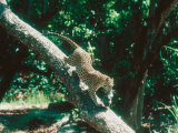 Leopard, Carrying 4-Week Old Cub Down Tree Over River, India Lámina fotográfica por Mary Plage