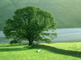 Tree and Wall, Scotland Photographie par Iain Sarjeant
