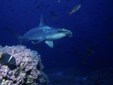 Scalloped Hammerhead Shark, Swimming, Galapagos Photographie par Gerard Soury