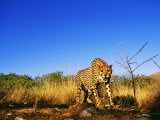 Cheetah, Snarling at Camera, South Africa Lámina fotográfica por David Tipling Cheetah, Snarling at Camera, South Africa Lámina fotográfica por David Tipling