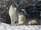 Gray Wolf Couple, Ste-Anne-De-Bellevue, Canada Photographic Print by Robert Servranckx