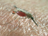 Mosquito Photographic Print by Alastair Macewen