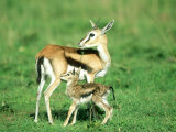 Thomsons Gazelle, with Baby, Kenya Photographic Print by Stan Osolinski