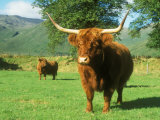 Scottish Highland Cattle, Western Scottish Highlands Lámina fotográfica por David Boag Scottish Highland Cattle, Western Scottish Highlands Lámina fotográfica por David Boag