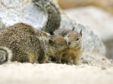 Beecheys Ground Squirrel, Squirrels Greeting, California, USA Stampa fotografica di David Courtenay