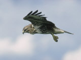 Buzzard in Flight, Wales, UK Photographie par Mark Hamblin