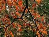 Acer Palmatum Branch after Winter Rain Lámina fotográfica por Mark Bolton Acer Palmatum Branch after Winter Rain Lámina fotográfica por Mark Bolton