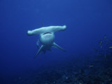 Scalloped Hammerhead Shark, Swimming, Galapagos Photographie par Gerard Soury