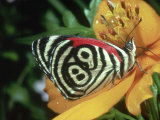 Butterfly, Feeding, Trinidad Photographic Print by Oxford Scientific