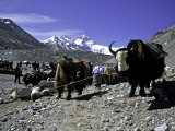 Yaks at the Base Camp of the Everest North Side, Tibet Poster von Michael Brown