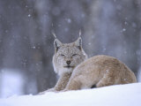 European Lynx, Female Resting in Falling Snow, Norway Lámina fotográfica por Mark Hamblin European Lynx, Female Resting in Falling Snow, Norway Lámina fotográfica por Mark Hamblin