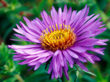 Aster Novae-Angliae, Close-up of Purple Flower Lámina fotográfica por Mark Bolton Aster Novae-Angliae, Close-up of Purple Flower Lámina fotográfica por Mark Bolton